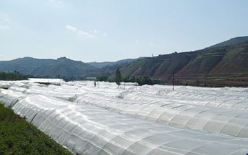 大白菜防蟲(chóng)網(wǎng)一般多少目合適